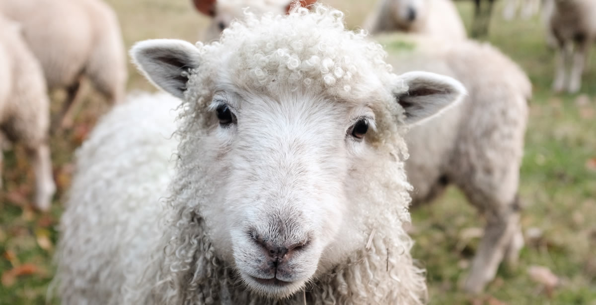 Sheepish sheep